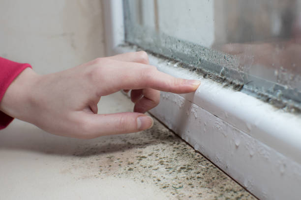 Best Asbestos and Lead Testing During Mold Inspection  in Zeeland, MI